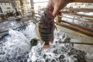 Estado tem dez cidades entre as campeãs nacionais da pecuária e aquicultura