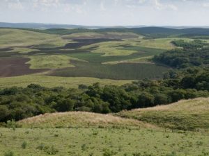 Campos naturais de corredor ecológico correm o risco de desaparecer