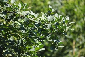 Com protagonismo da erva-mate, Estado é destaque nacional na produção florestal