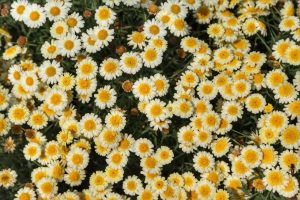 Floricultura teve crescimento de 15,2%