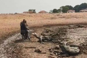 Pecuarista é acusado de deixar 50 bois morrerem de sede e outros mil debilitados