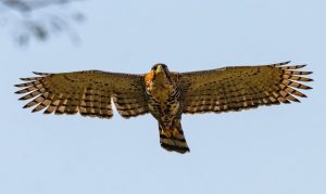 Desafio de observação de aves registra 345 espécies