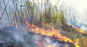 Paraná bate recorde de incêndios rurais