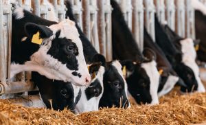 Semana da Sanidade Animal irá abordar o aprimoramento dos produtos agropecuários