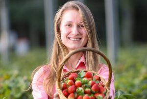 Selo reconhece morangos produzidos com boas práticas