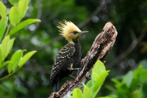 IAT e ONG farão inventário de aves que habitam as UC`s