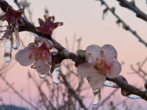 Tecnologia para monitorar automaticamente temperatura de pomares de frutas de caroço