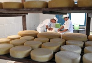 Estado sanciona lei para fortalecer a produção de queijo artesanal