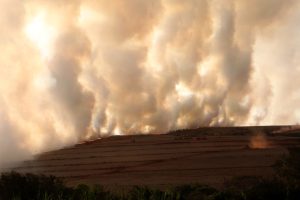 Alerta: Paraná decreta emergência de estiagem