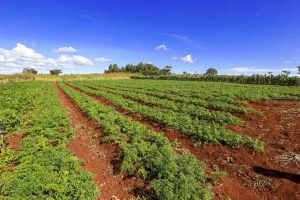 Governo destina terras públicas federais a indígenas e reforma agrária