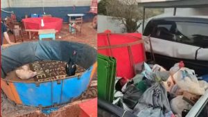 PM acaba com rinha de galo em fazenda e resgata 32 animais
