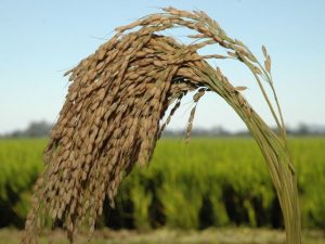 Arrendamento de áreas é o principal componente do custo de produção do arroz