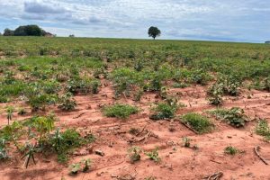 Paraná prepara resolução técnica para conter os efeitos da estiagem