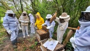Treinamento qualifica equipes da Agricultura para vigilância em sanidade apícola