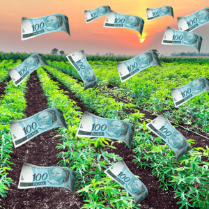 Banco Mundial vai destinar R$ 50,22 bilhões para o agronegócio