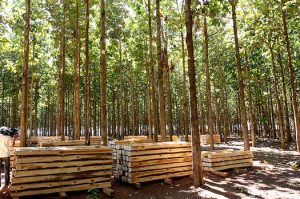 Teca incluída como produto de madeira para incentivos fiscais