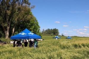 Fertilidade do solo e manejo da cultura do trigo é tema de evento técnico