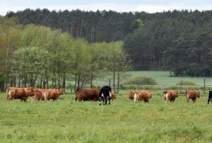Embrapa desenvolve sistema “boi safrinha” para produção de carne e soja durante a seca