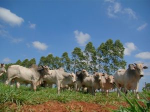 Pastagens degradadas podem ser recuperadas e agregar mais produção a economia