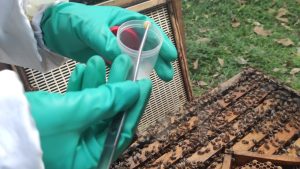 Apiário é interditado após laudo confirmar doença que afeta a produção