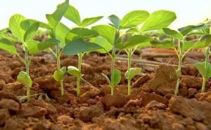 Plantio da safra de soja avança enquanto preços recuam no mercado brasileiro