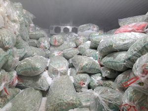 Ibama apreende 24 toneladas de camarão-rosa; Para onde foi a carga?