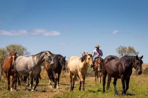 Para a CNA, PL do material genético animal traz avanços ao setor