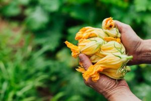 Flor de abobrinha conquista restaurantes da alta gastronomia