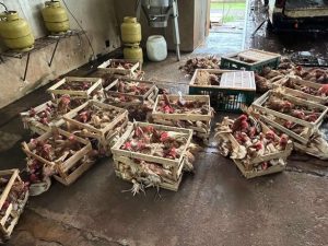 Autorizado abate de aves apreendidas em comércio clandestino