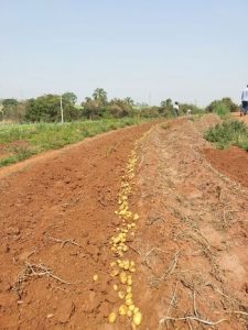 Parceria impulsiona a produção de batata de origem nacional