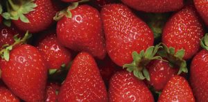 Produtor migra de atividade e decola no cultivo de morangos