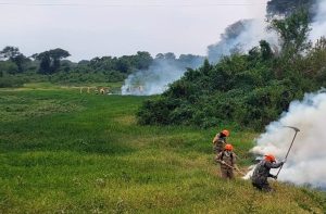 Chuvas acima da média contribuem para controlar focos de incêndios no Pantanal