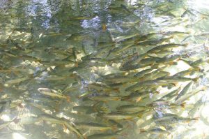 Piracema: última semana de pesca antes do período da restrição