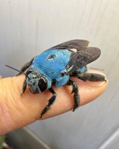 A fascinante abelha-carpinteira-azul, uma espécie difícil de encontrar