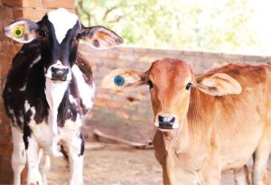 Brucelose – SP se torna o primeiro estado onde a marcação a fogo deixa de ser obrigatória