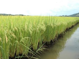 Práticas adotadas em plantações de arroz diminuem em 30% emissão de metano