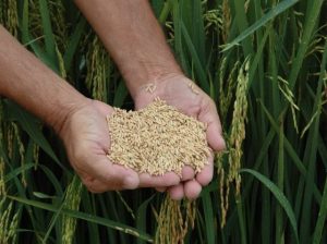 Estado se destaca pelo manejo e pesquisas com grãos de arroz