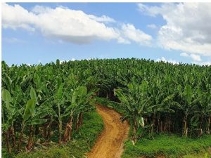 Bananais serão mapeados por imagens de satélite