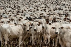 Câmara aprova regulamentação para clonagem de animais