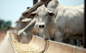 Mercado de boi gordo continua com tendência de forte valorização e anima o setor