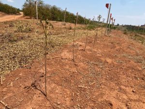 Déficit hídrico e temperaturas elevadas em cafeeiros são monitorados