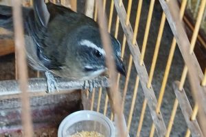 Criador clandestino de aves silvestres é multado em R$ 4 mil