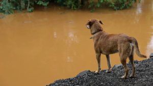 Chuva volumosa no Sul do Brasil já chega perto de 200 mm