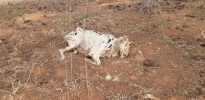 Fazendeiro deixa gado morrer de fome e sede e recebe multa milionária
