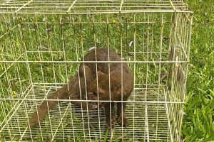 Gato-mourisco encontrado em galinheiro volta à Natureza
