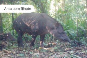 Áreas preservadas abrigam grandes mamíferos ameaçados de extinção