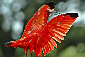 Nova Unidade de Conservação: Refúgio da Vida Silvestre dos Guarás