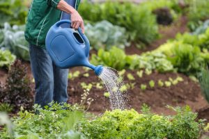 Deputados analisam projeto que prioriza alimentos frescos e orgânicos na merenda escolar