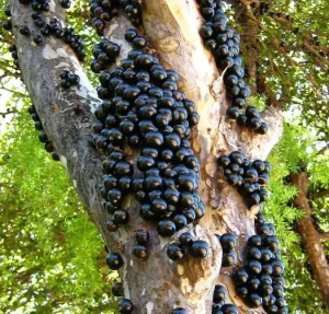 Jabuticaba: fruta brasileira é eleita entre as 10 melhores do mundo