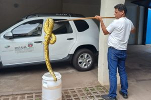 Sucuri é encontrada passeando pelas ruas da cidade